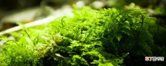 【植物】苔藓植物中什么可供食用的种类