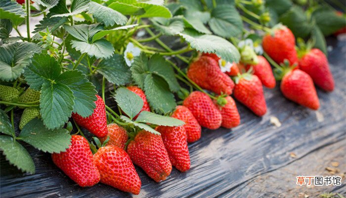 【种植方法】草莓的种植方法和技术