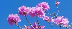 【国花】金达莱是哪个国家的国花