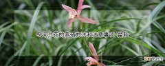 【兰花】冬天兰花的养殖方法和注意事项 盆栽