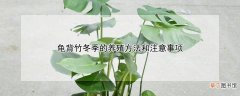 【冬季】龟背竹冬季的养殖方法和注意事项
