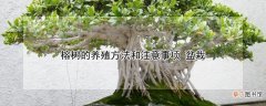 【树】榕树的养殖方法和注意事项 盆栽