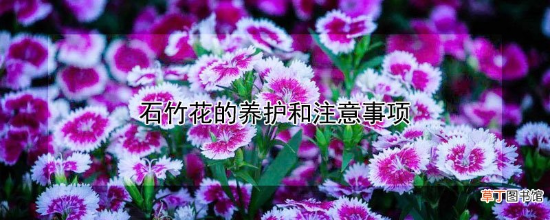 【花】石竹花的养护和注意事项