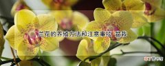 【花】兰花的养殖方法和注意事项 盆栽