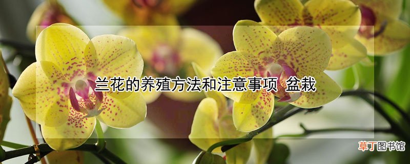 【花】兰花的养殖方法和注意事项 盆栽