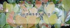 【养殖】小叶赤楠冬季养殖方法