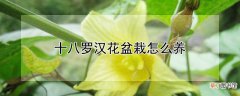 【花盆】十八罗汉花盆栽怎么养
