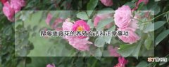 【蔷薇花】爬藤蔷薇花的养殖方法和注意事项