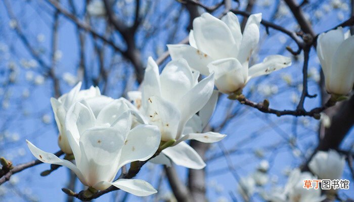 【树】白玉兰树种植方法