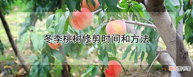 【桃】冬季桃树修剪时间和方法