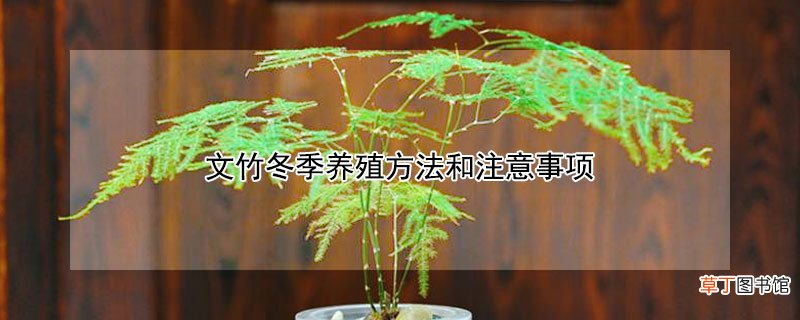 【冬季】文竹冬季养殖方法和注意事项