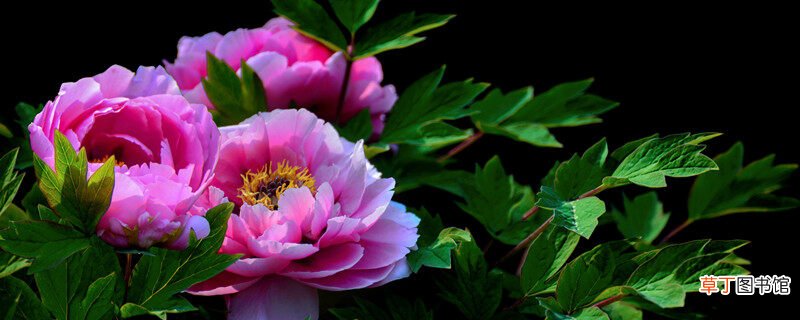 【品种】绣球花最经典的30个品种