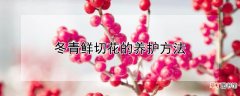 【养护】冬青鲜切花的养护方法