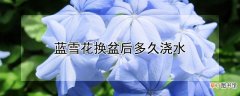 【花】蓝雪花换盆后多久浇水