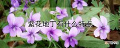 【花】紫花地丁有什么特点
