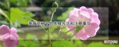 【花】蔷薇花种子的养殖方法和注意事项