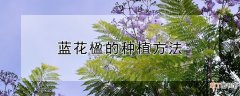 【花】蓝花楹的种植方法