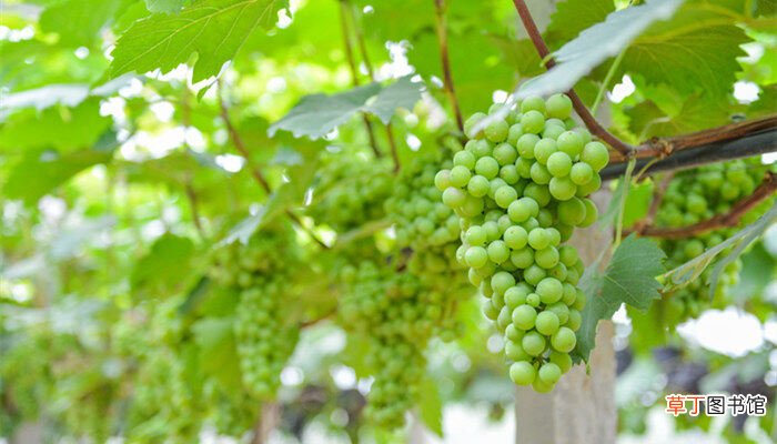 【品种】绿色大葡萄是什么品种