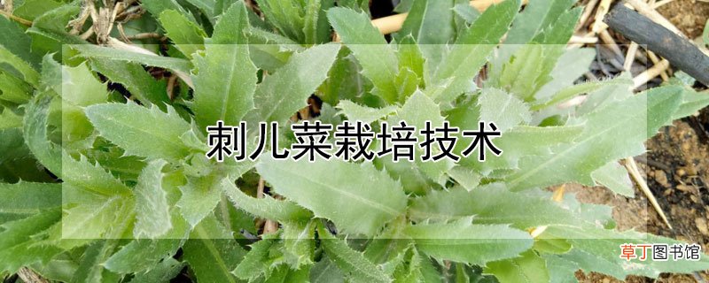 【栽培】刺儿菜栽培技术