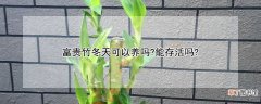 【冬天】富贵竹冬天可以养吗？能存活吗？