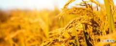 【品种】菏麦29小麦品种介绍