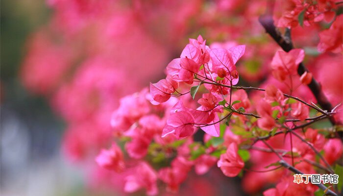 【花】三角梅的花