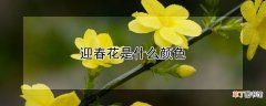 【花】迎春花是什么颜色