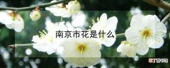 【花】南京市花是什么