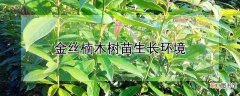 【生长】金丝楠木树苗生长环境