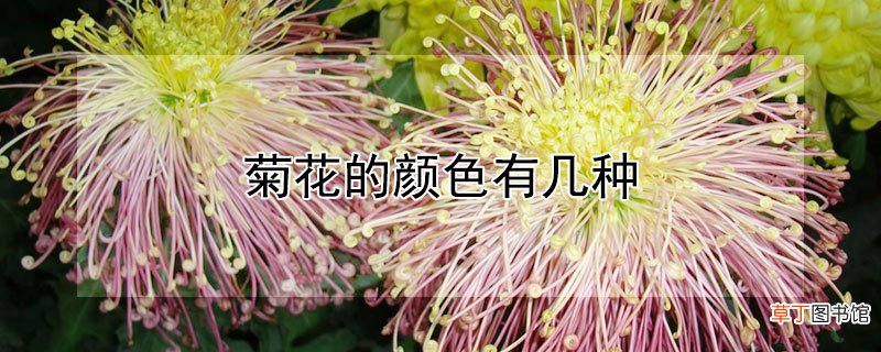 【花】菊花的颜色有几种