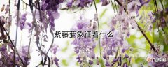 【象征】紫藤萝象征着什么
