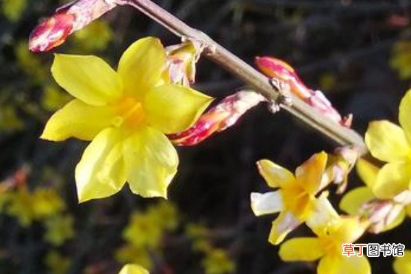 【花】迎春花有几种品种