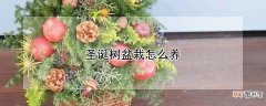 【树】圣诞树盆栽怎么养