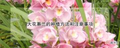 【花】大花蕙兰的种植方法和注意事项