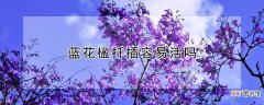 【花】蓝花楹扦插容易活吗