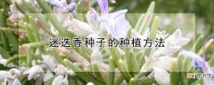 【香】迷迭香种子的种植方法