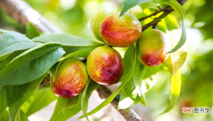 【桃子】新品种桃子有哪些品种