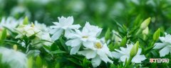 【植物】开白花的植物