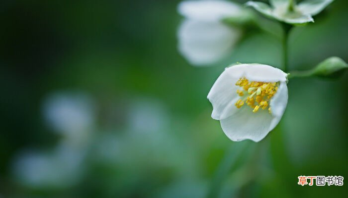 【植物】开白花的植物