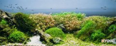 【植物】淡水中的藻类植物都有哪些