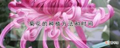 【花】菊花的种植方法和时间