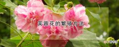 【花】芙蓉花的繁殖方法