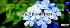 【花】蓝雪花用什么土种植好