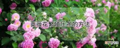 【花】蔷薇花繁殖压条的方法