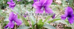 【花】紫花地丁开了两年还能用吗