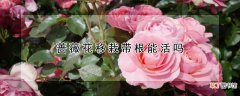 【花】蔷薇花移栽带根能活吗