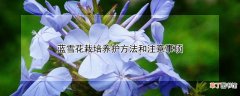 【花】蓝雪花栽培养护方法和注意事项