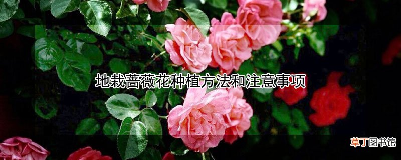 【花】地栽蔷薇花种植方法和注意事项