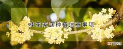 【花】桂花家庭种植注意事项