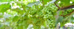 【品种】绿色的葡萄有哪些品种